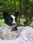 Papillon Spaniel kontynentalny miniaturowy Piękna sunia ZKwP/FCI
