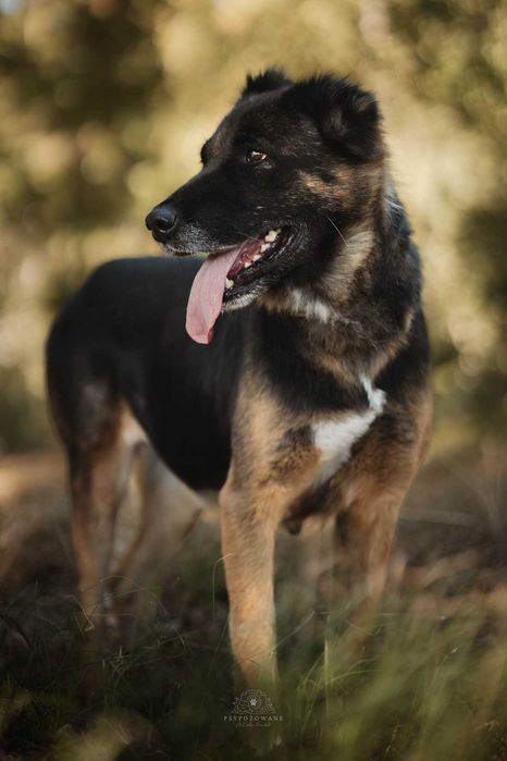 Zora w typie owczarek niemiecki Adoptuj słodziaka