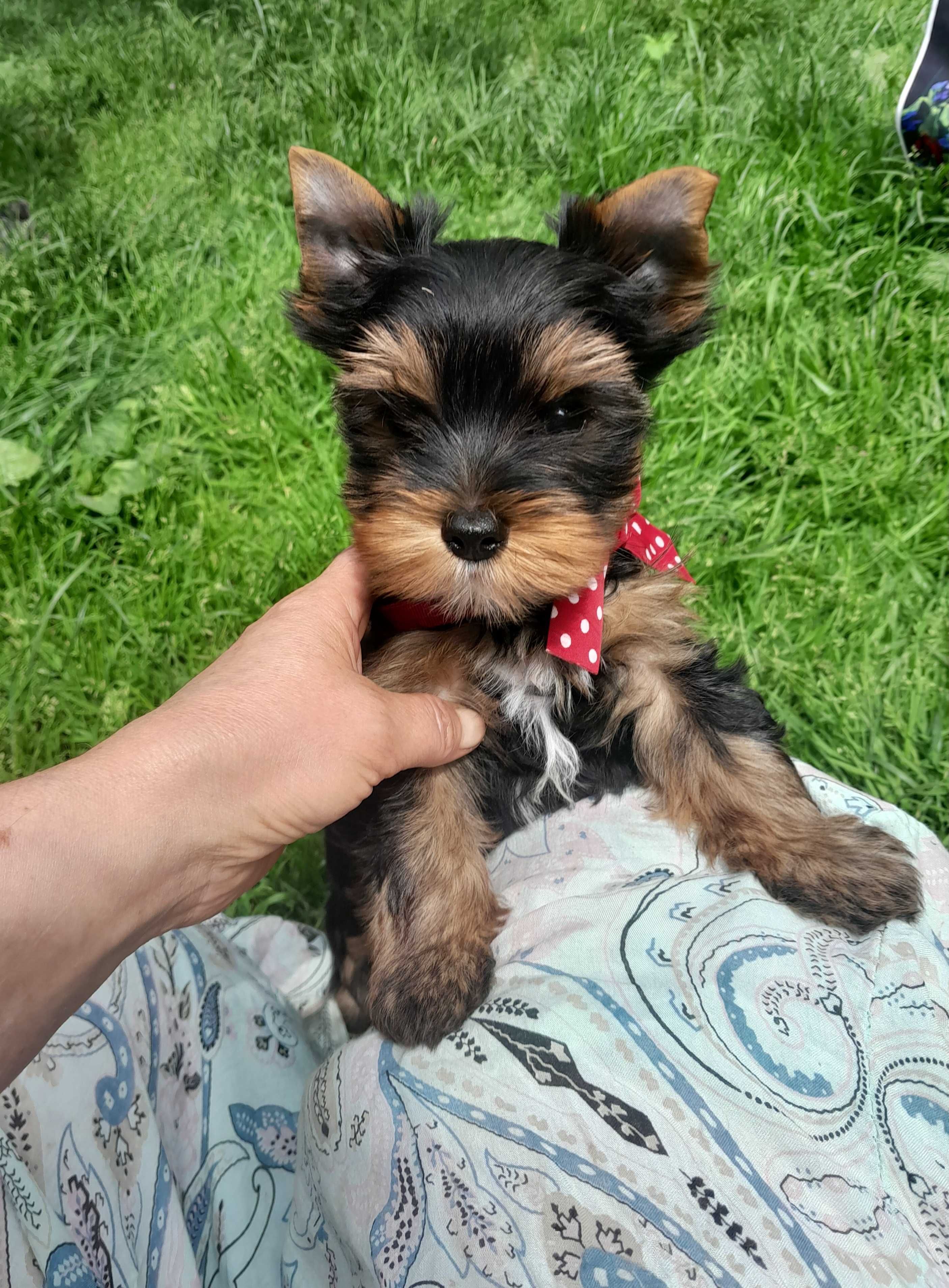 Yorkshire Terrier ZKwP (FCI)  piesek