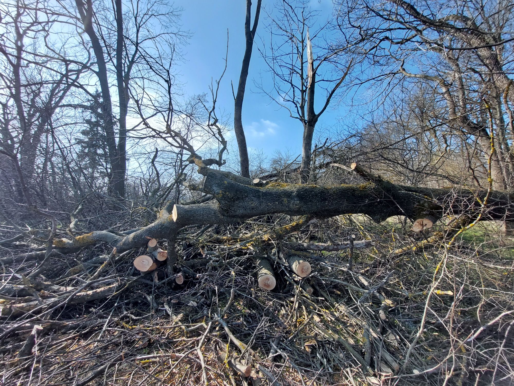 Деревина на дрова.