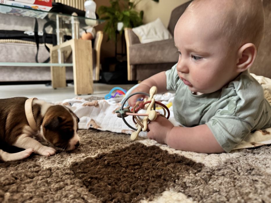 Basenji – zapowiedź miotu w hodowli zarejestrowanej w ZKwP/FCI