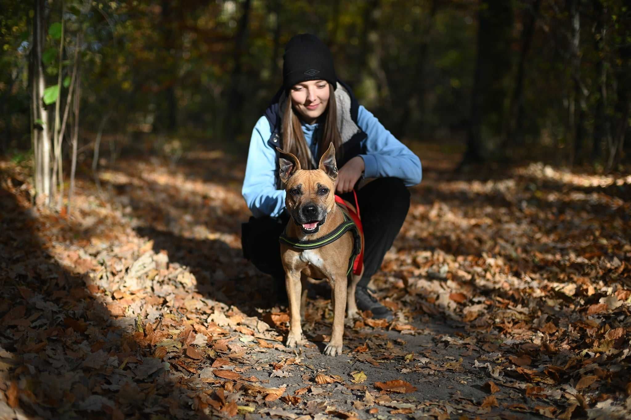 Figa - przesłodka sunia a’la staffik do adopcji -> FILMIKI