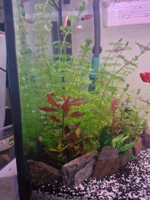 Limnophila Sessiliflora... ...