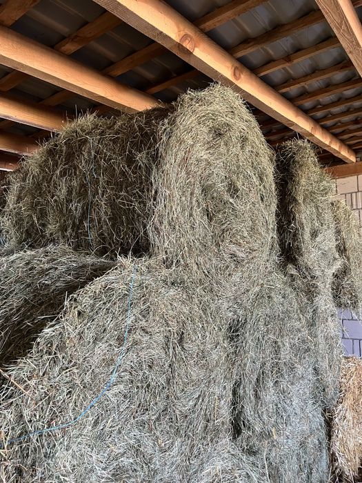 Siano pogodne 120x120