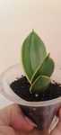 Sansevieria Trifasciata Golden Hahnii