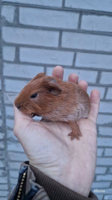 Морські свинки. Кому морську свинку?