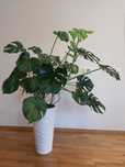 Zdrowa piękna Monstera deliciosa
