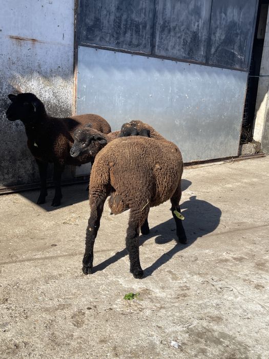 2 borregos cx de merino 1 cx de p3