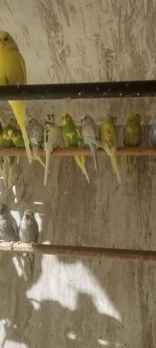 Periquitos australianos