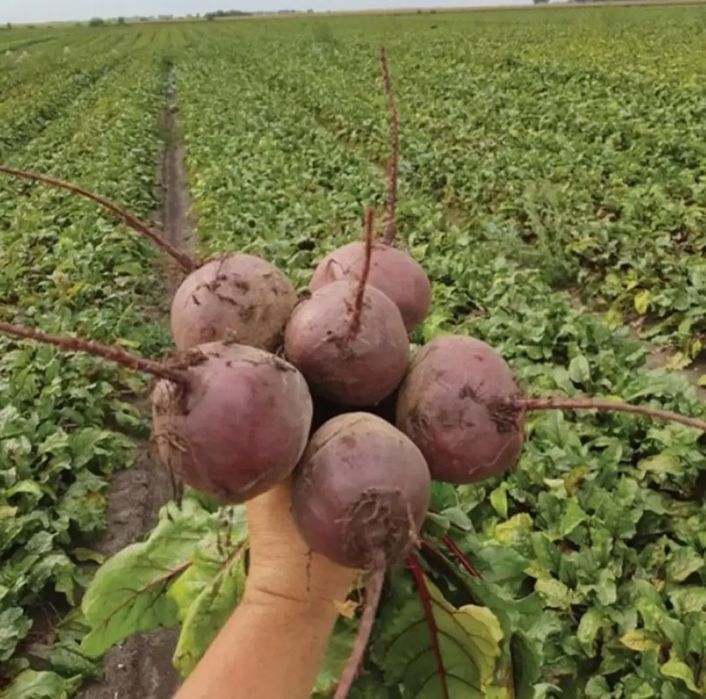 Столовий буряк .