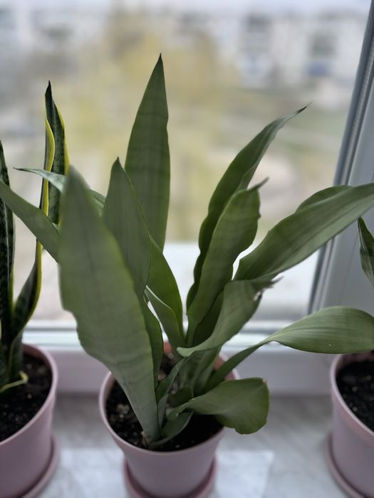 Продам сансев’єрію в горшках.