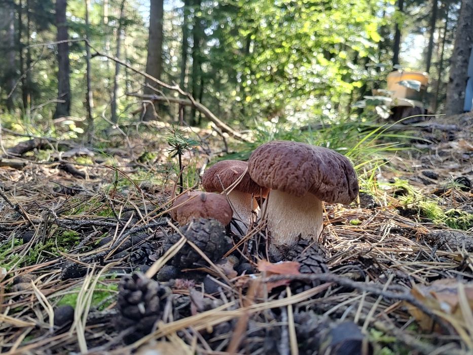 Grzyby świeże Borowik Prawdziwek