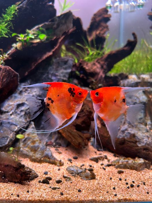 Skalar Red Devil/Red Koi mlode