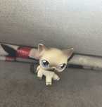 Lps kotek shorthair