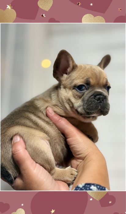 Чудо! Голубопалевый мини мальчик!