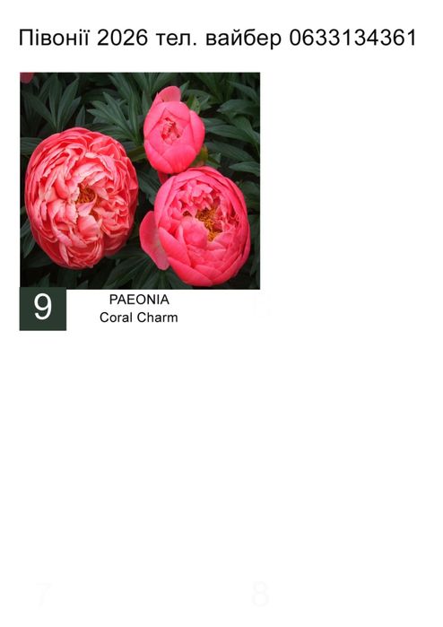 Корінці Голландського сортового піону