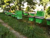 10 ramkowe Rodziny pszczele pszczoły
