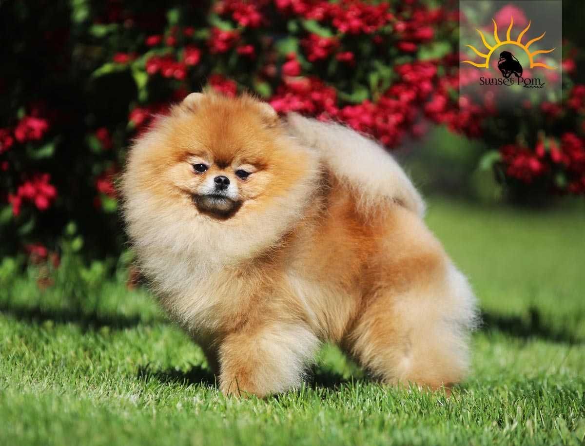 Suczka pomeranian szpic miniaturowy ZKwP