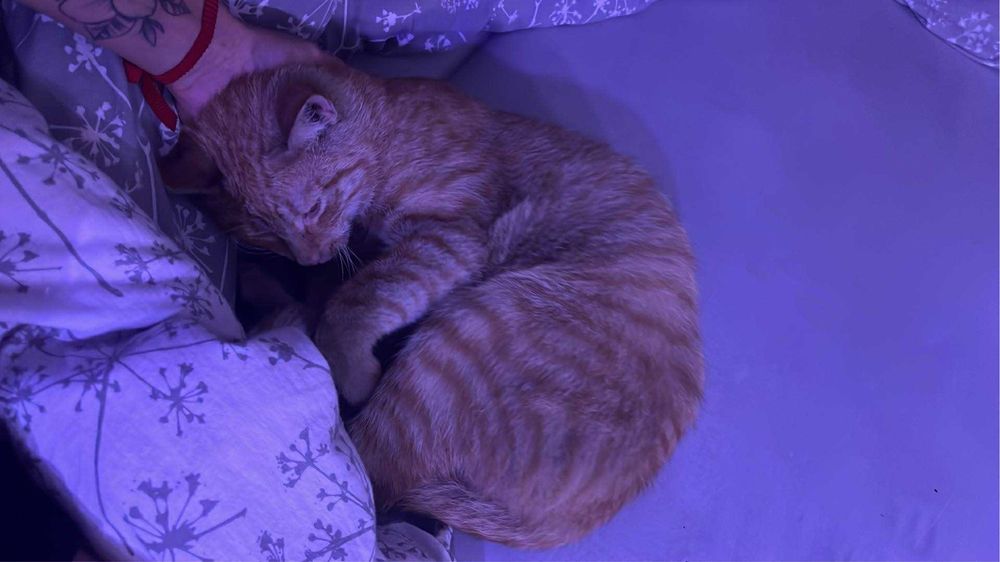 zaginął kot trzy dni temu