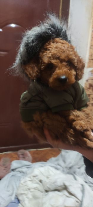 Девочка той пудель