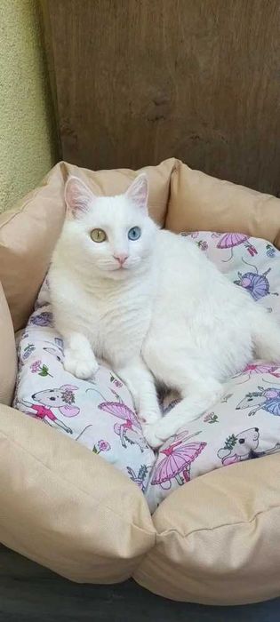 АКЦІЯ доставка 000 грн! Лежанка для тварин, лежак для котів дешево