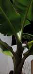 Árvores e plantas ornamentais
