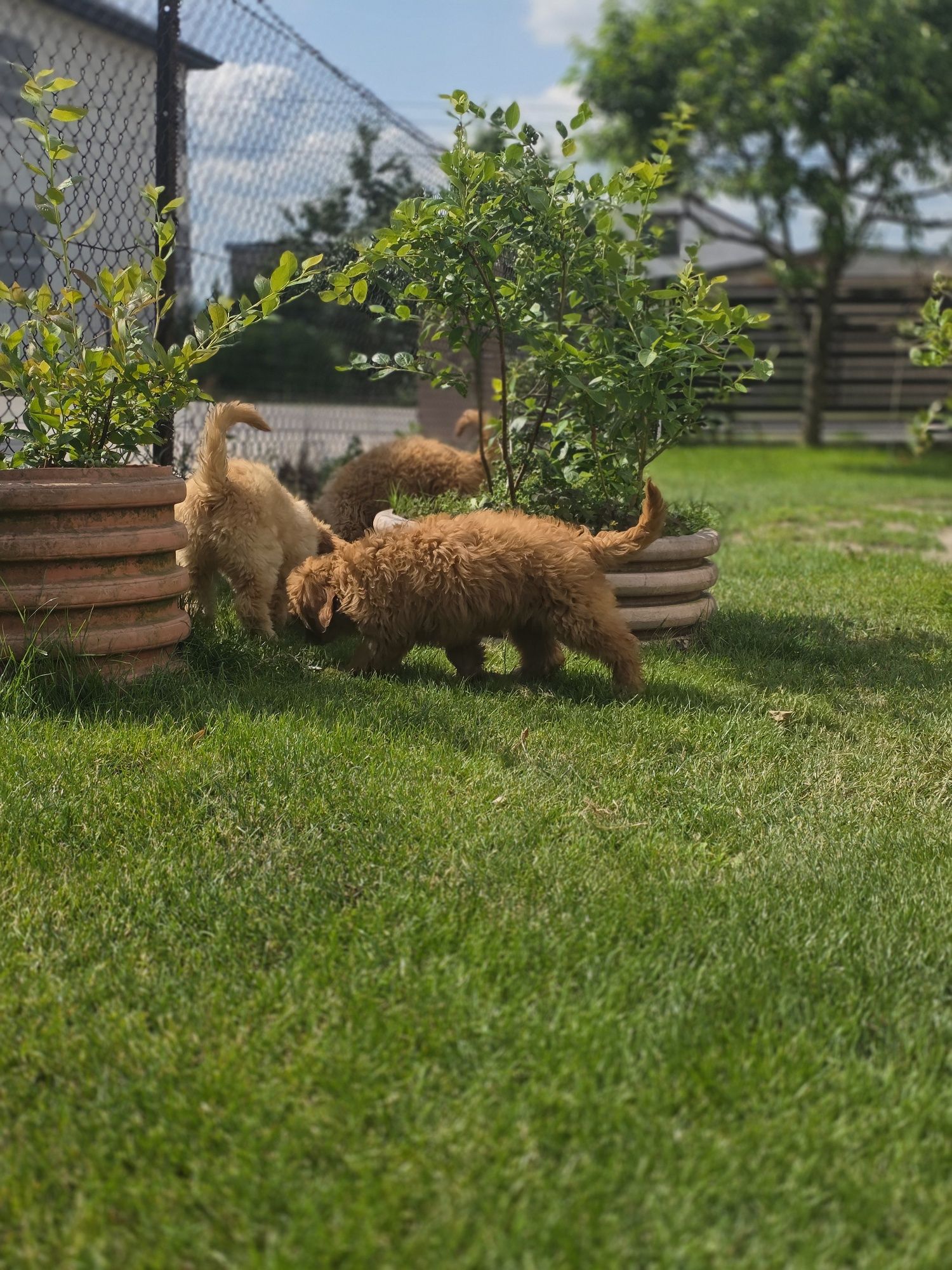 Goldendoodle piesek f1