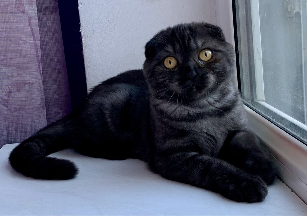 Шотландский вислоухий котик