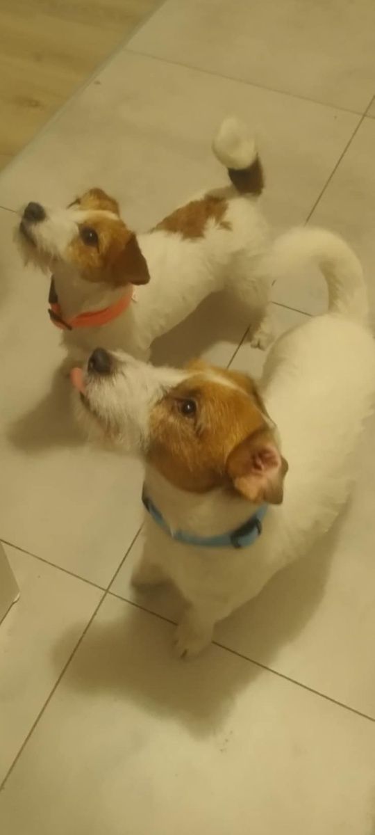 Jack Russell Terrier z rodowodem 12 tygodniowe