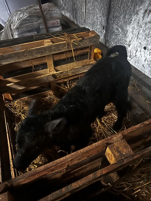 Sprzedam byczka miesnego