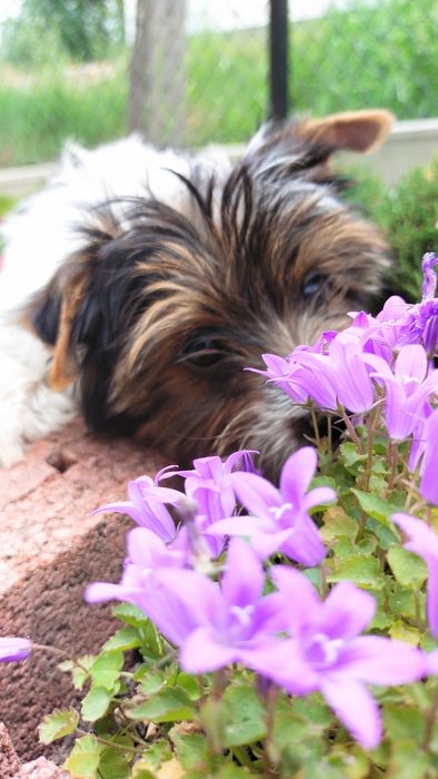 Yorkshire Terrier Biewer suczki