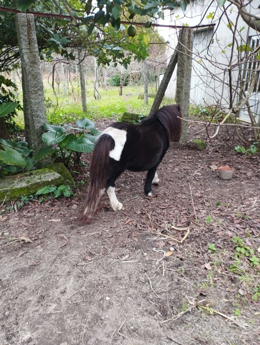 Troco pônei muito bem engatado