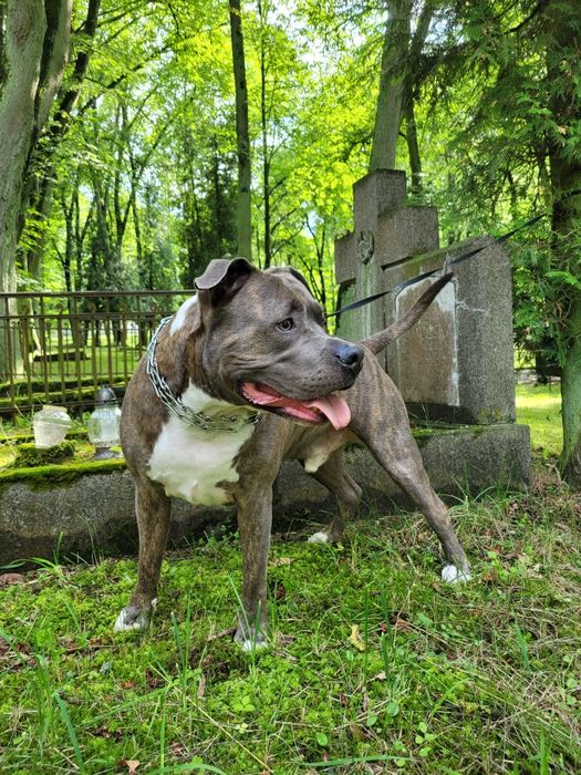 Zadbany amstaff pilnie szuka domu / oddam w dobre ręce