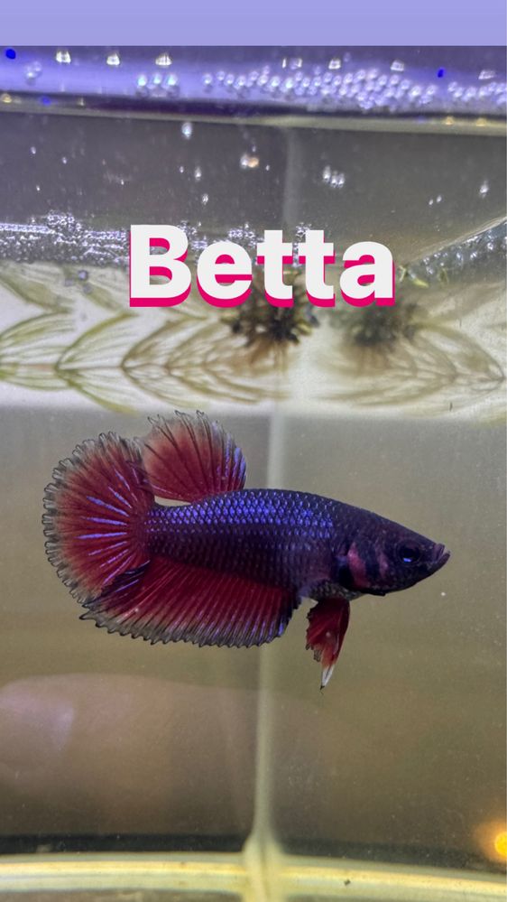 Betta Splendens Plakat