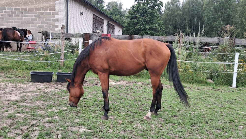 Sprzedam 5 letniego wałacha