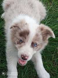 Border Collie suczka Red merle