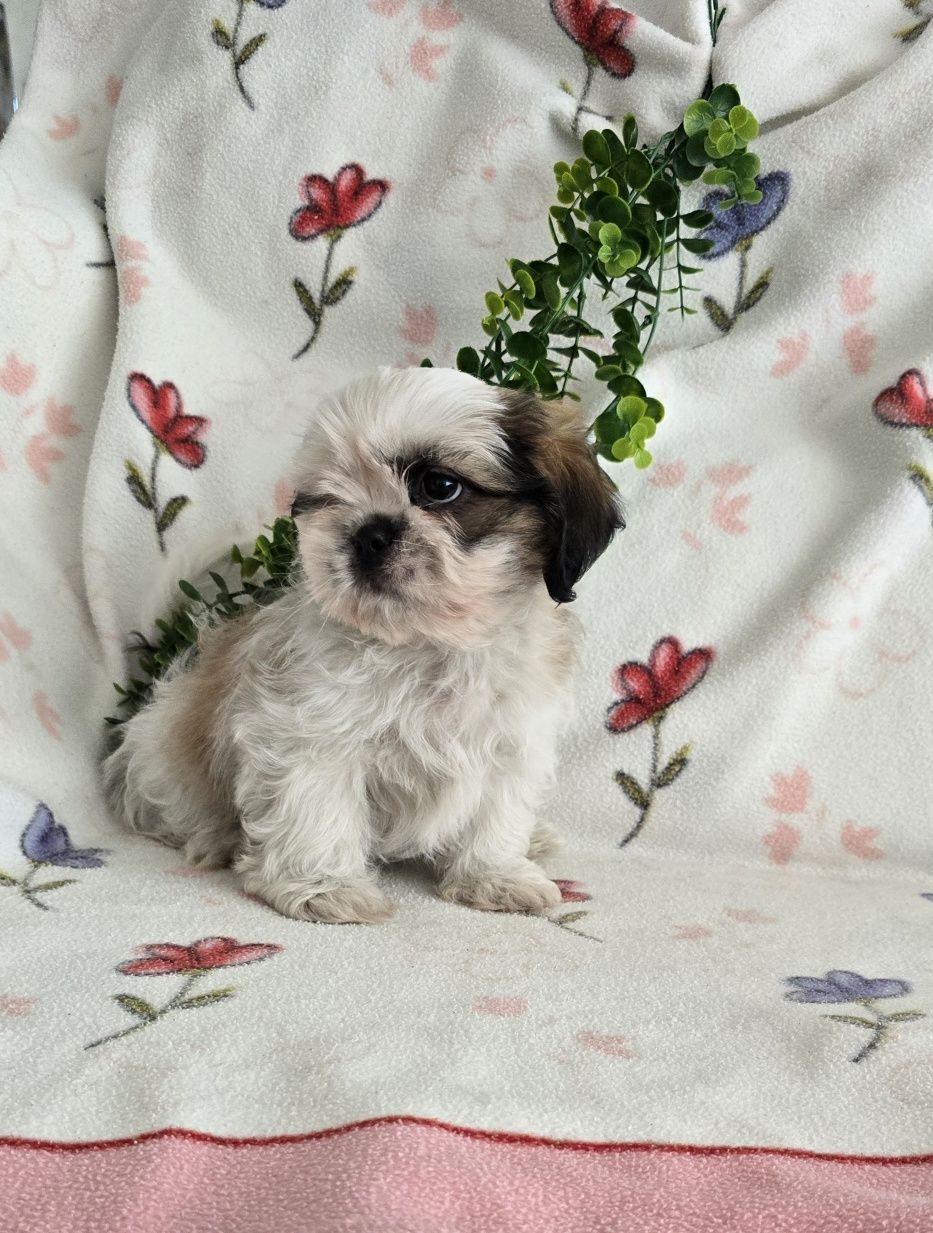 Estupendo Shih tzu/Shitzu, muita Qualidade