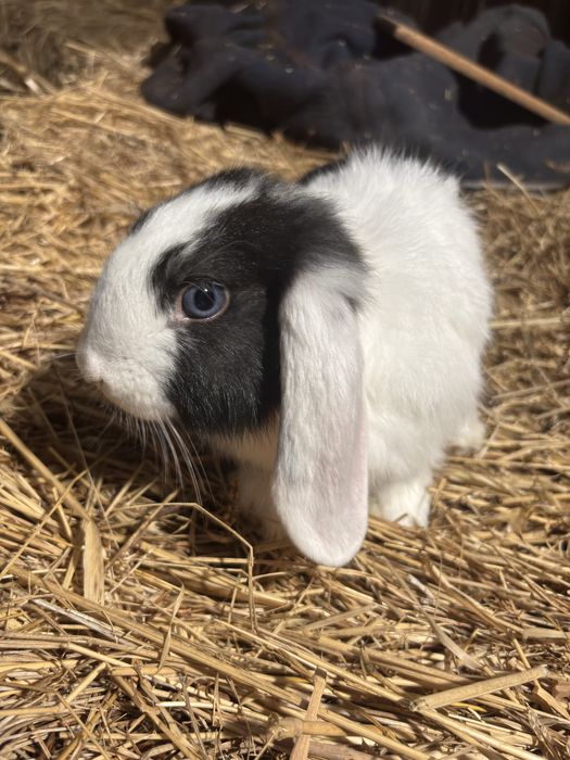 Coelhinhos orelhudos