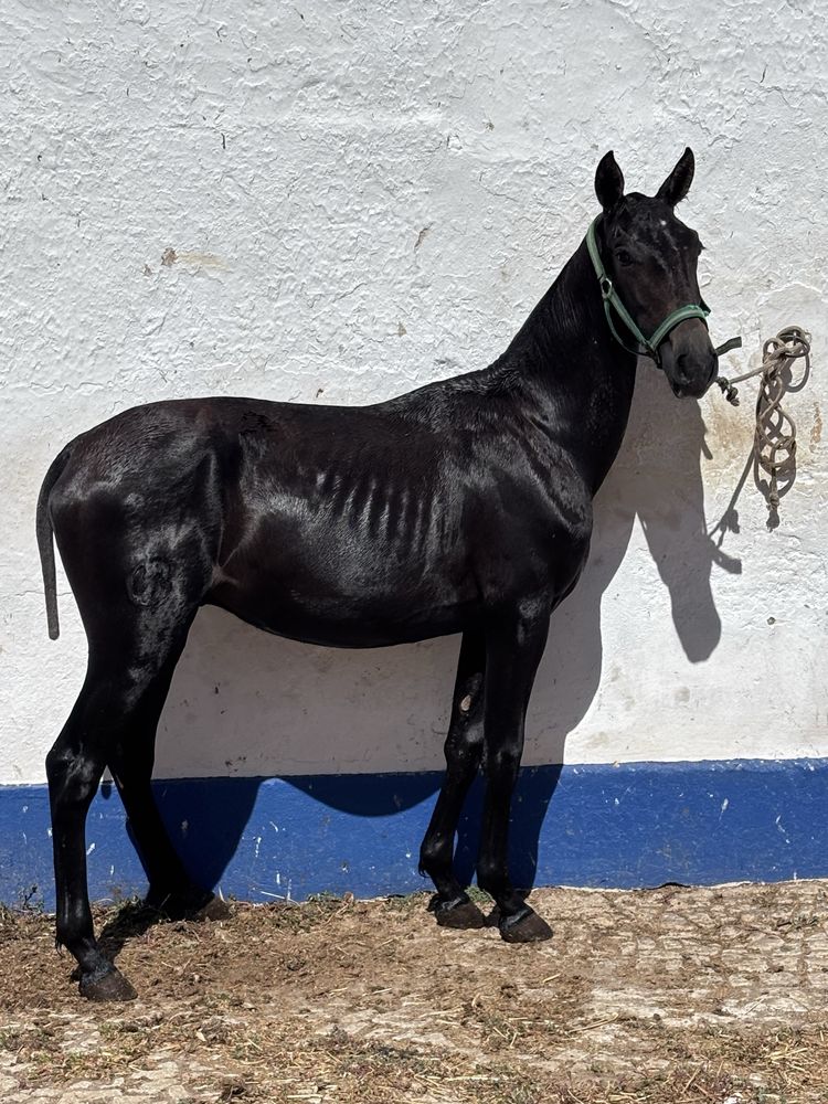 Poldro 1 Ano Puro Sangue Lusitano