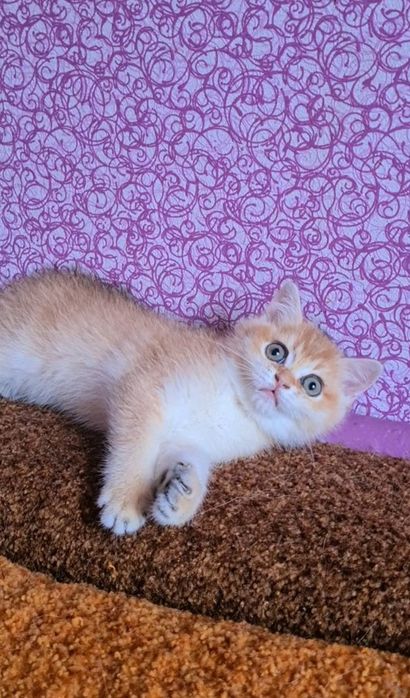 Наша красотка станет вашей золотая шиншилла