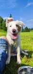 Border collie fci zkwp red merle tricolor