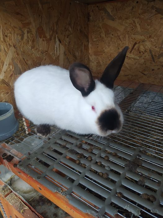 Кролики породы Калифорния