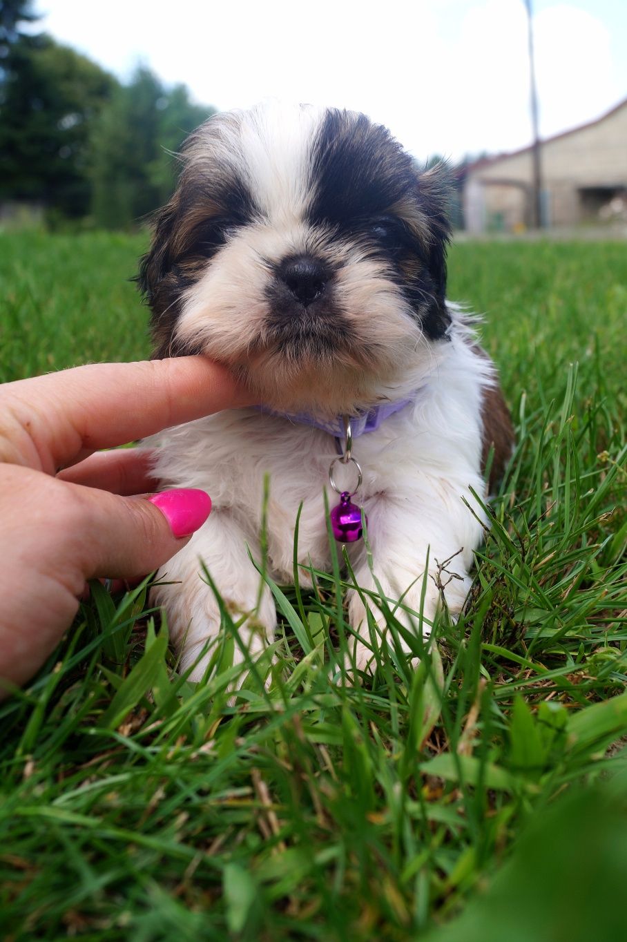 Śliczny szczeniak shih tzu