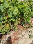 Vendo Uvas de Moscate