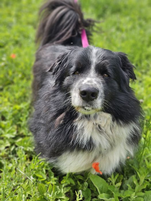 LUBIŚ - „Mini Nowofunlandzik” szuka swojego człowieka