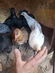 Kurczaki 9 szt. kwoka, wyandotte, australorp