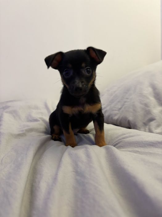 Pinczer miniaturowy IRSO