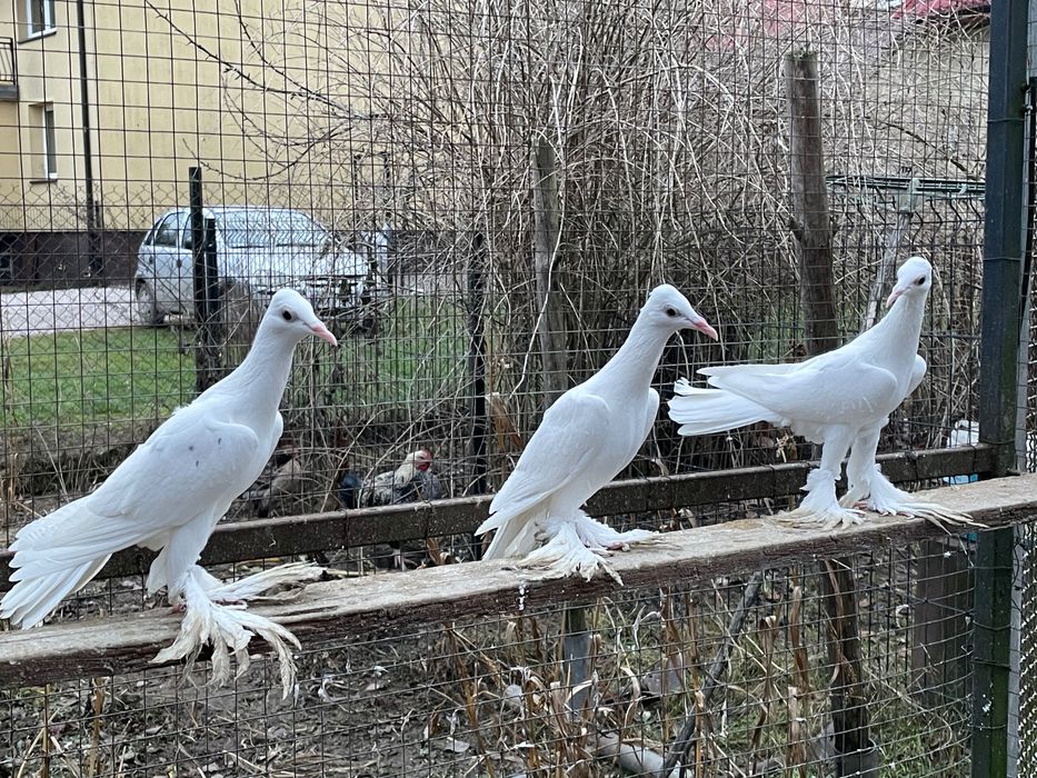 Sprzedam gołębie bociany