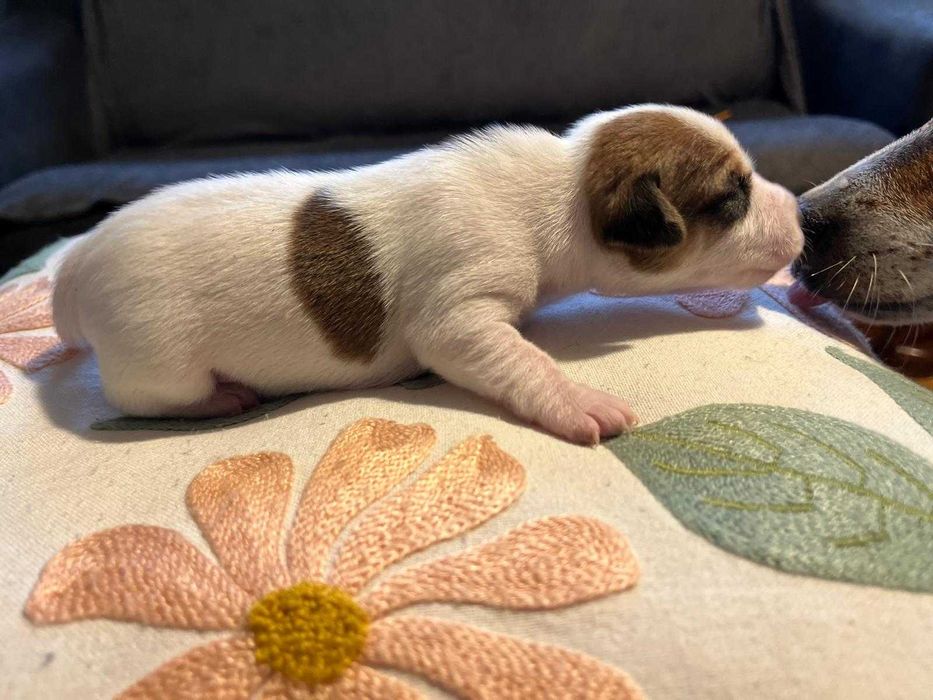 Jack Russell Terrier