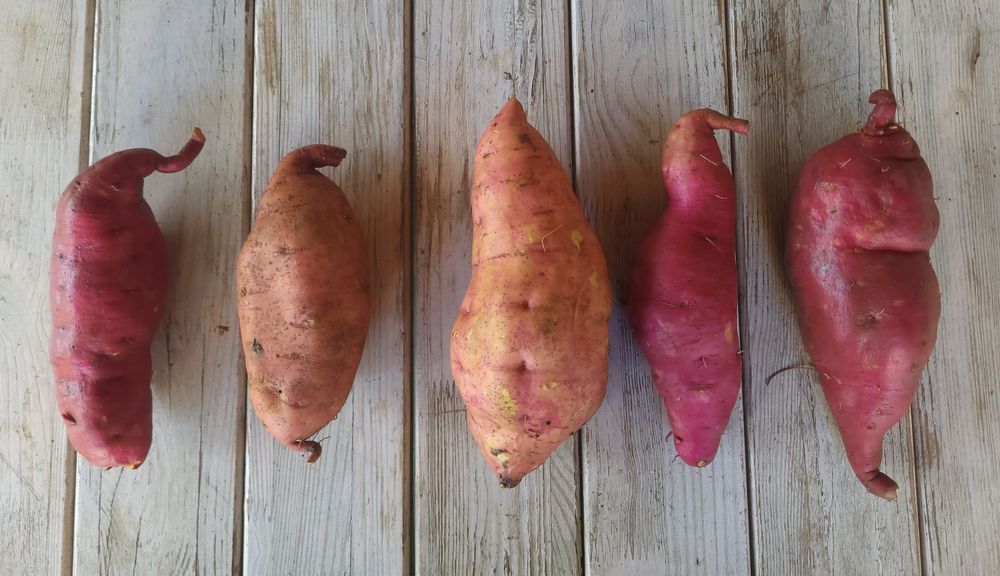 Клубні батату врожаю 2025 р.